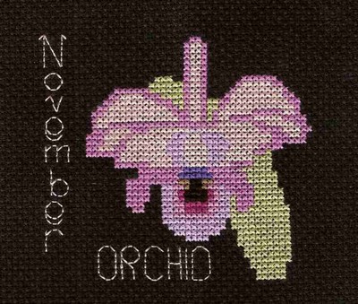 November Orchid